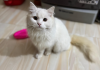 Persian Cat Female long coat